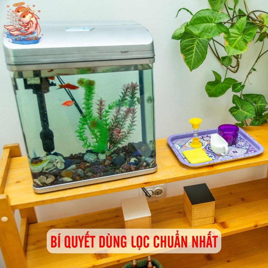 Thiết Kế Bộ Lọc Cho Hồ Nhỏ Để Tối Ưu Chi Phí Nhất 4 Bí quyết dùng lọc chuẩn nhất