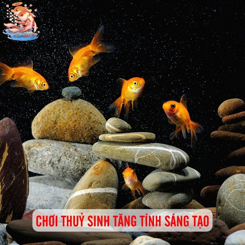 Giải Pháp Thư Giãn Tinh Thần Khi Chăm Hồ Thuỷ Sinh 2 Chơi thuỷ sinh tăng tính sáng tạo