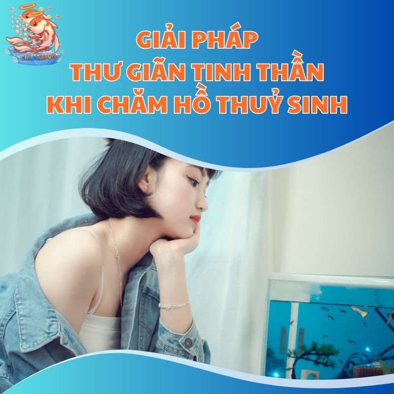 Giải Pháp Thư Giãn Tinh Thần Khi Chăm Hồ Thuỷ Sinh