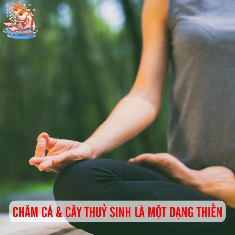 Giải Pháp Thư Giãn Tinh Thần Khi Chăm Hồ Thuỷ Sinh 1 Chăm cá & cây thuỷ sinh là một dạng thiền