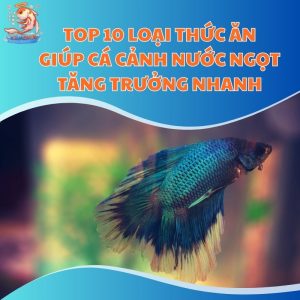 thuc-an-giau-dinh-duong-thum-moi