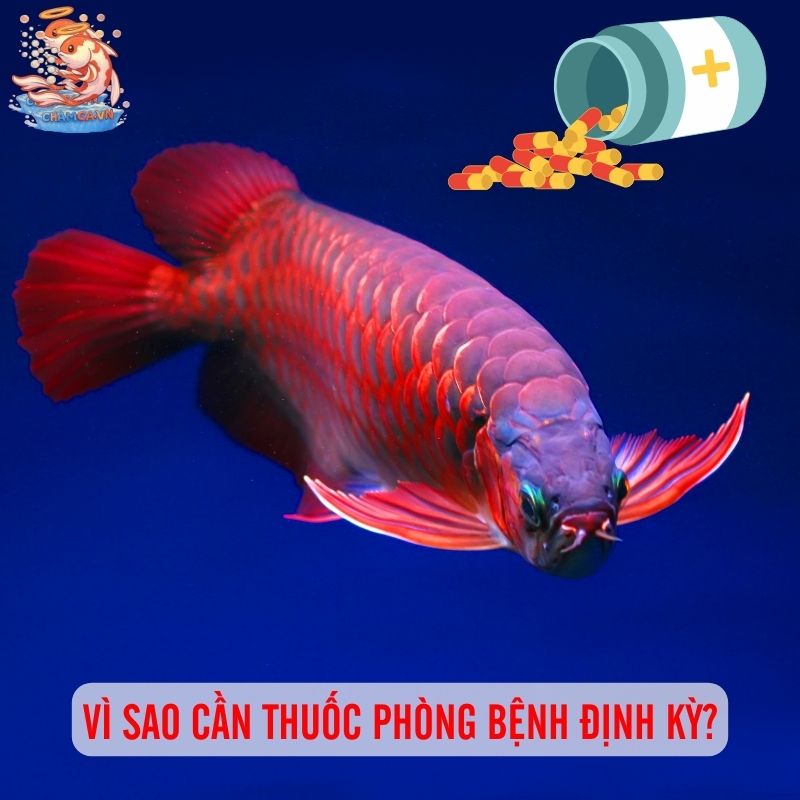 Thuốc Phòng Bệnh Định Kỳ Cho Cá Cảnh Có Cần Hay Không? 1 Thuốc Phòng Bệnh Định Kỳ Cho Cá Cảnh Có Cần Hay Không?