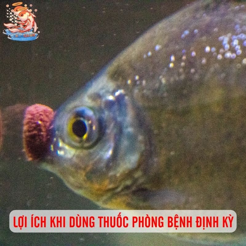 Thuốc Phòng Bệnh Định Kỳ Cho Cá Cảnh Có Cần Hay Không? 2 Lợi ích khi dùng thuốc phòng bệnh định kỳ
