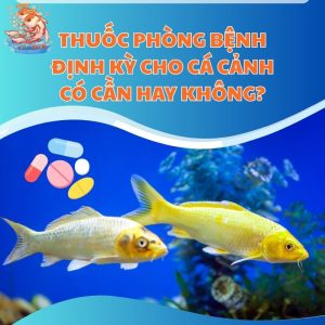 Thuốc Phòng Bệnh Định Kỳ Cho Cá Cảnh Có Cần Hay Không?