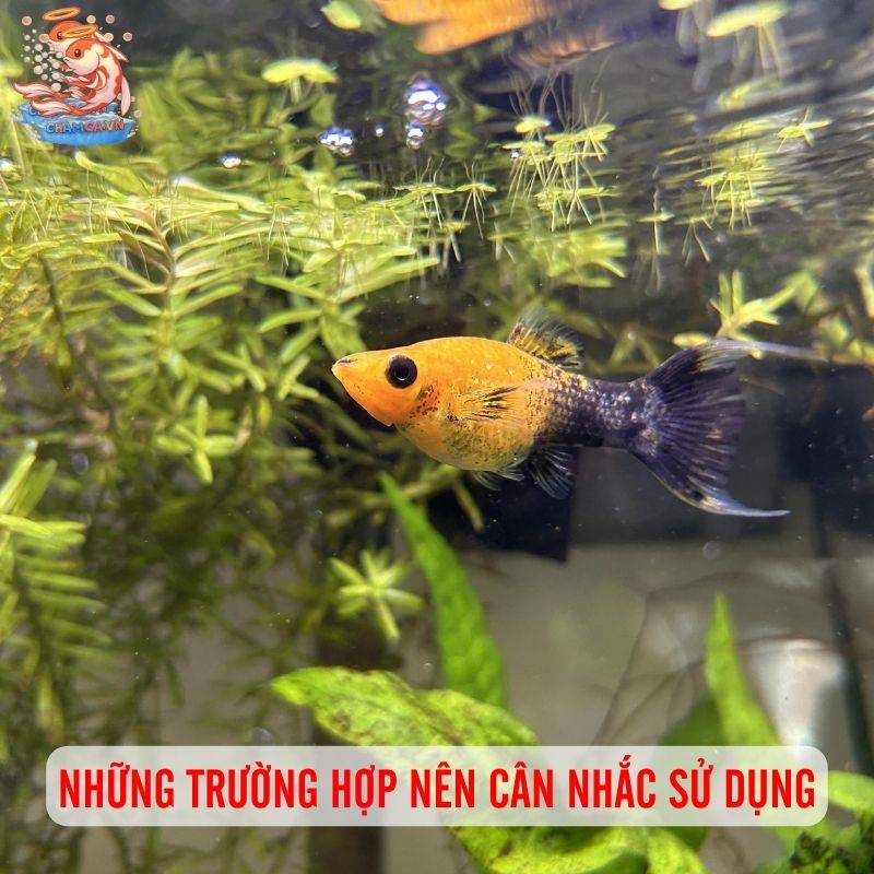 Thuốc Phòng Bệnh Định Kỳ Cho Cá Cảnh Có Cần Hay Không? 4 Những trường hợp nào nên cân nhắc sử dụng