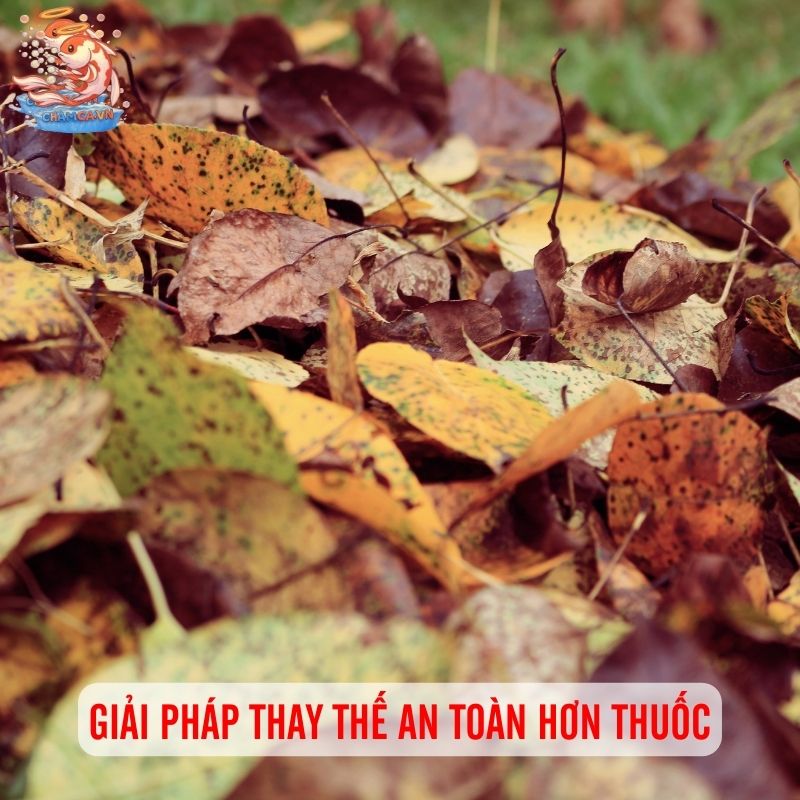 Thuốc Phòng Bệnh Định Kỳ Cho Cá Cảnh Có Cần Hay Không? 5 Giải pháp thay thế an toàn hơn thuốc