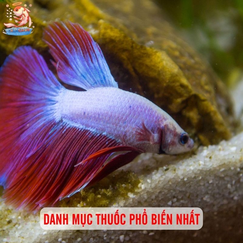 Thuốc Trị Bệnh Cá Cảnh: Top Lựa Chọn Hiệu Quả & Lưu Ý 2 Danh mục thuốc phổ biến