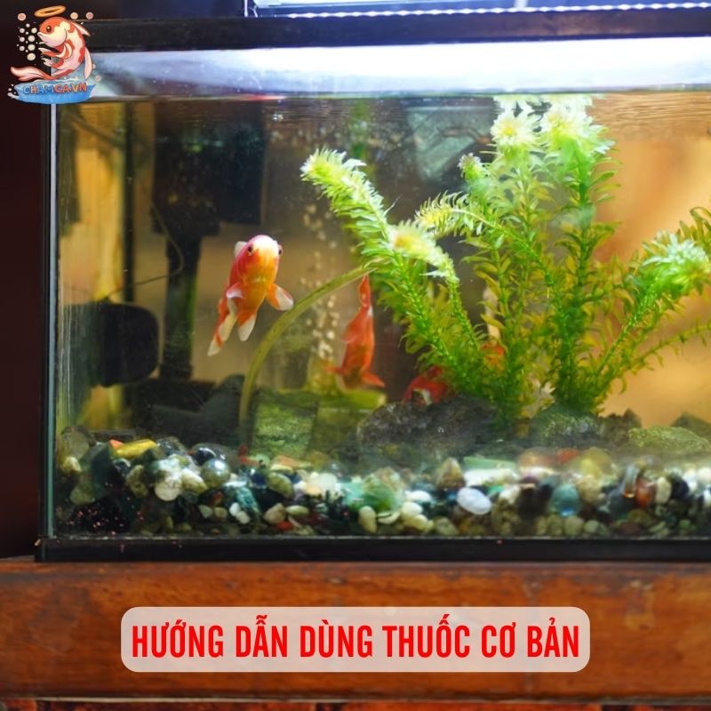 Thuốc Trị Bệnh Cá Cảnh: Top Lựa Chọn Hiệu Quả & Lưu Ý 3 Hướng dẫn dùng thuốc đúng cách