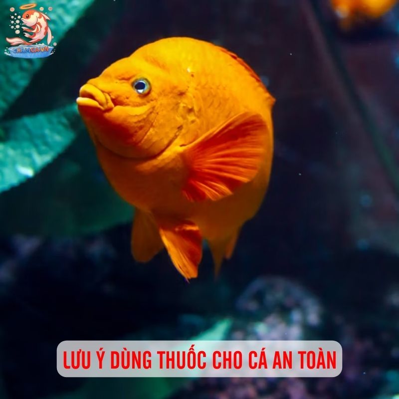 Thuốc Trị Bệnh Cá Cảnh: Top Lựa Chọn Hiệu Quả & Lưu Ý 4 Lưu ý để dùng thuốc chuẩn
