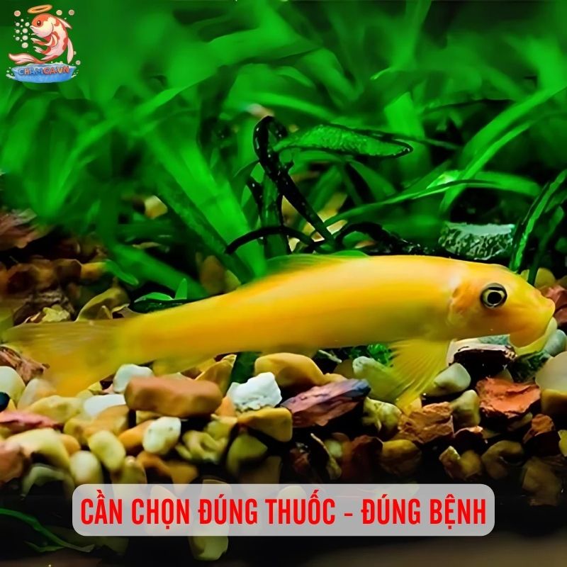 Thuốc Trị Bệnh Cá Cảnh: Top Lựa Chọn Hiệu Quả & Lưu Ý 1 Cần chọn đúng thuốc - đúng bệnh