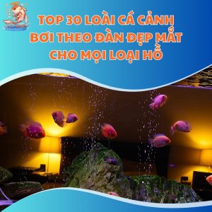 top-30-loai-ca-canh-boi-theo-dan-thum-moi