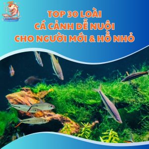 top-30-loai-ca-canh-de-nuoi-thum-moi