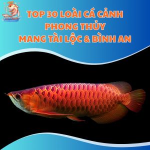 top-30-loai-ca-canh-phong-thuy-thum-moi