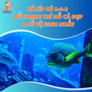 trang-tri-ho-ca-thum-moi