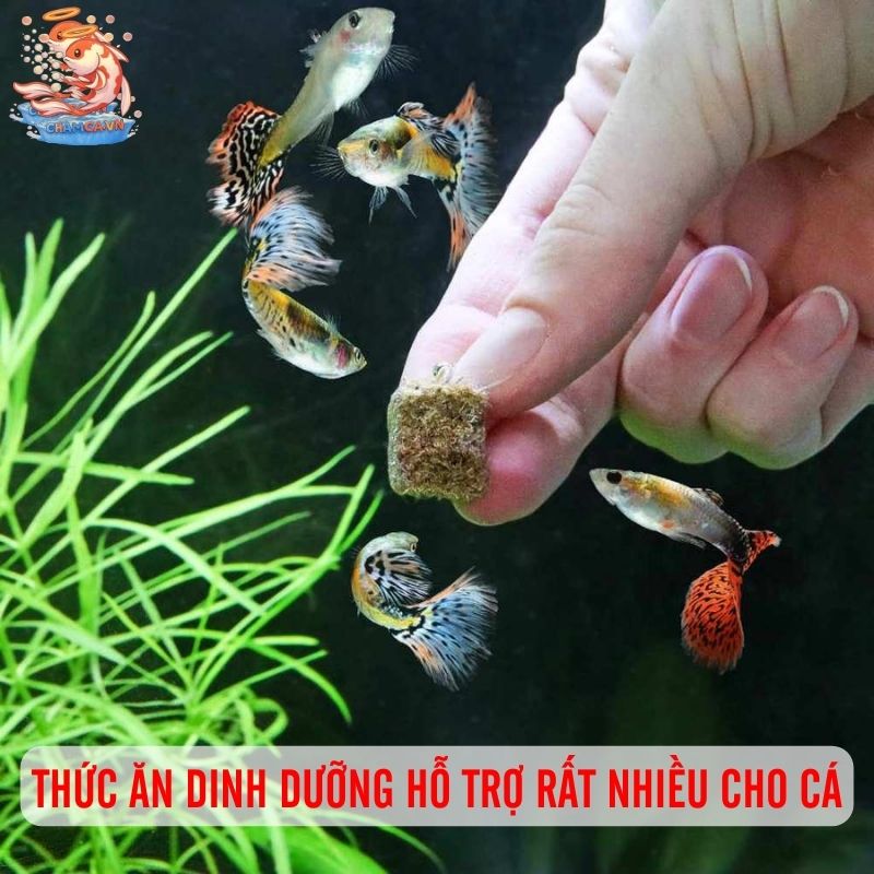 Trộn Thức Ăn Dinh Dưỡng Để Cá Cảnh Tăng Đề Kháng 1 Thức ăn dinh dưỡng hỗ trợ rất nhiều cho cá