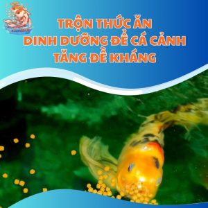 Trộn Thức Ăn Dinh Dưỡng Để Cá Cảnh Tăng Đề Kháng