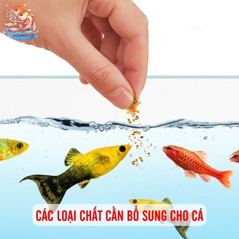 Trộn Thức Ăn Dinh Dưỡng Để Cá Cảnh Tăng Đề Kháng 2 Các loại chất bổ sung thường dùng