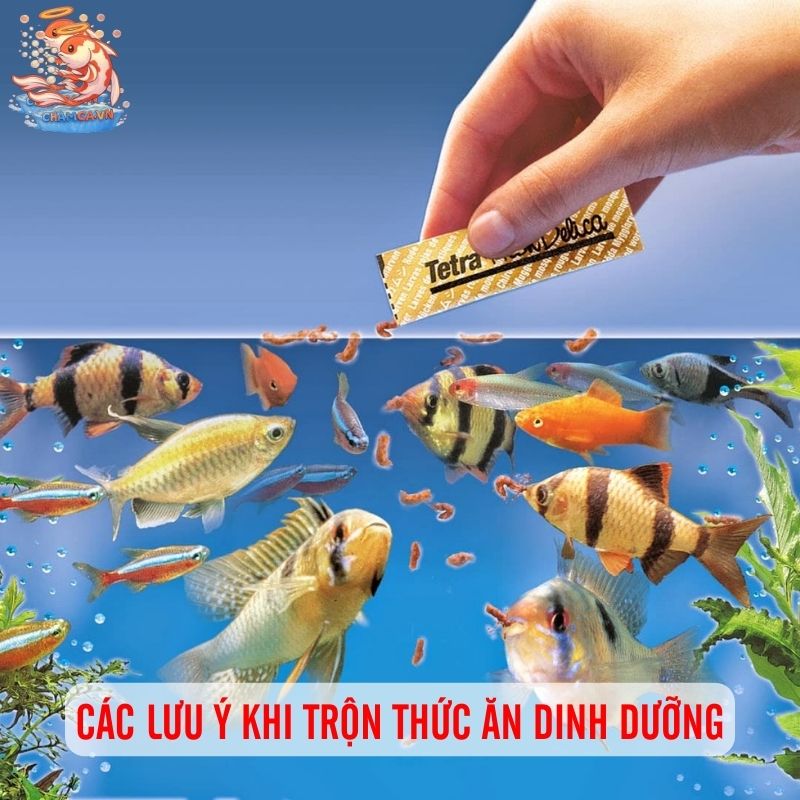 Trộn Thức Ăn Dinh Dưỡng Để Cá Cảnh Tăng Đề Kháng 4 Các lưu ý khi trộn thức ăn dinh dưỡng