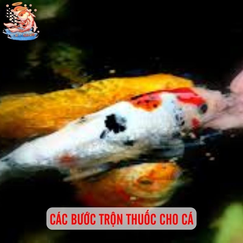 Trộn Thuốc Vào Thức Ăn Cho Cá Thế Nào Để Đạt Hiệu Quả 4 Các bước trộn thuốc cho cá