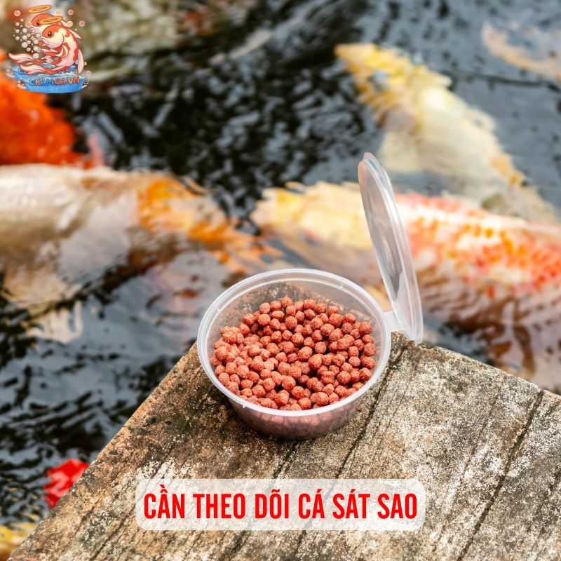 Trộn Thuốc Vào Thức Ăn Cho Cá Thế Nào Để Đạt Hiệu Quả 5 Cần theo dõi cá sát sao