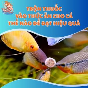 Trộn Thuốc Vào Thức Ăn Cho Cá Thế Nào Để Đạt Hiệu Quả