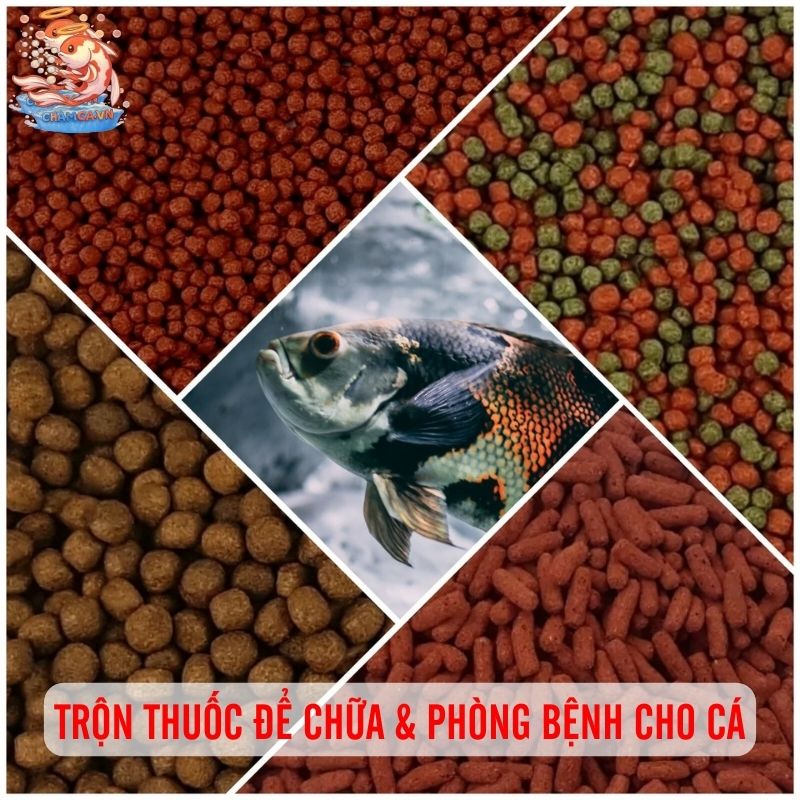 Trộn Thuốc Vào Thức Ăn Cho Cá Thế Nào Để Đạt Hiệu Quả 1 Trộn thuốc để chữa & phòng bệnh cho cá
