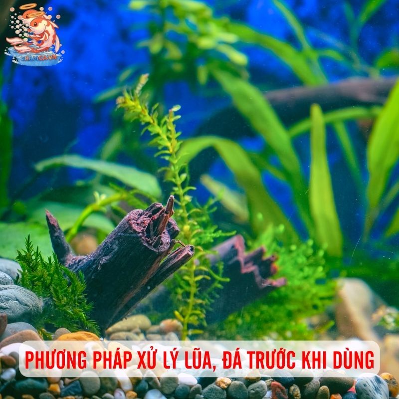 Bí Quyết Chọn Vật Liệu Hồ Cá Không Ảnh Hưởng pH 3 Phương pháp xử lý lũa, đá trước khi dùng