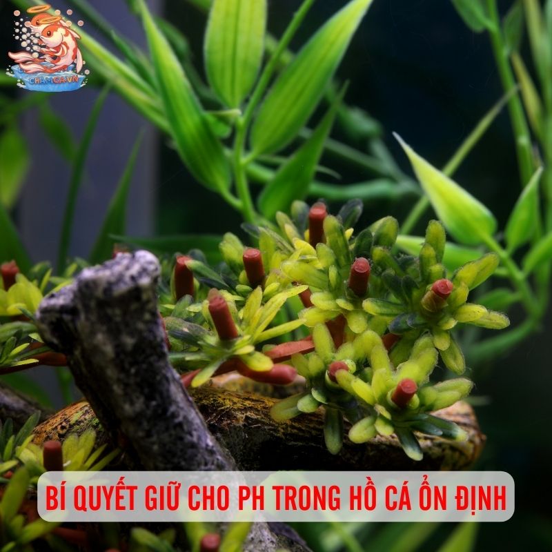 Bí Quyết Chọn Vật Liệu Hồ Cá Không Ảnh Hưởng pH 5 Bí quyết giữ cho pH trong hồ cá ổn định