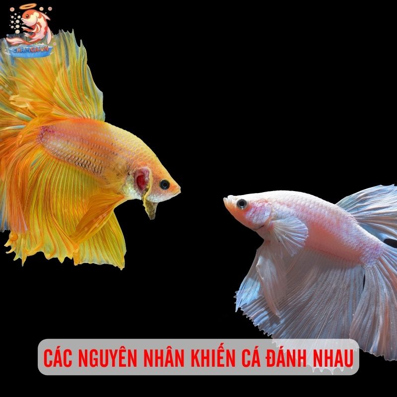 Xử Lý Cá Cảnh Bị Thương Sau Khi Đánh Nhau Cho Người Nuôi Mới 5 Cách phòng tránh cá đánh nhau và bị thương