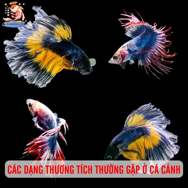 Xử Lý Cá Cảnh Bị Thương Sau Khi Đánh Nhau Cho Người Nuôi Mới 1 Các nguyên nhân phổ biến khiến cá đánh nhau