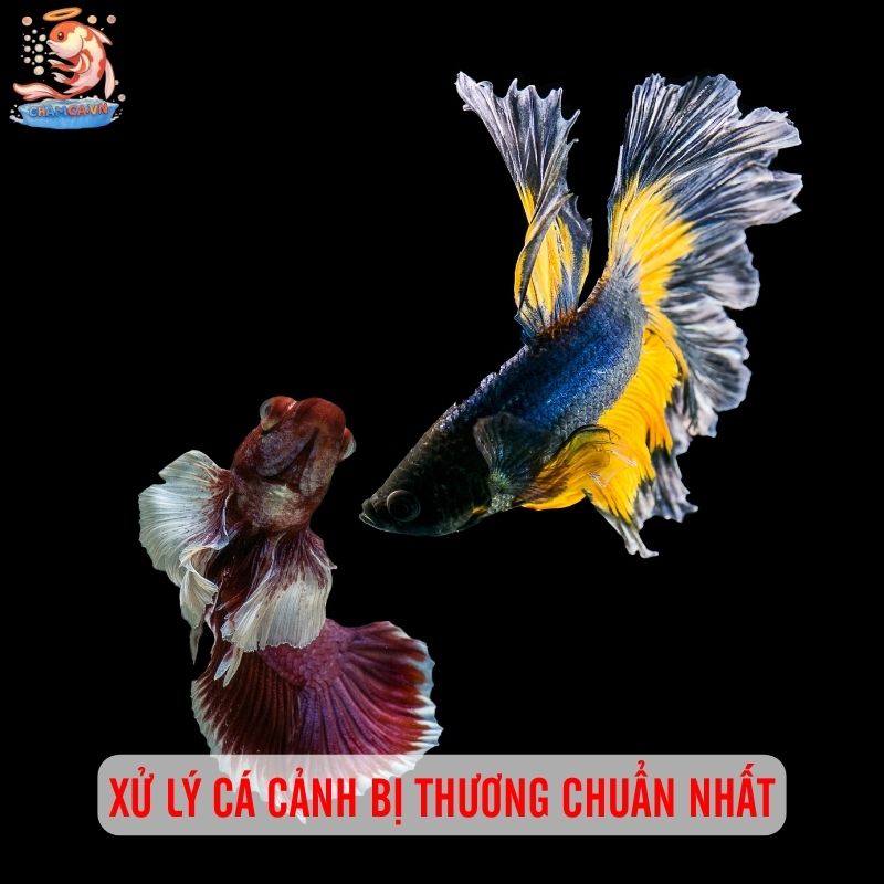 Xử Lý Cá Cảnh Bị Thương Sau Khi Đánh Nhau Cho Người Nuôi Mới 2 Các dạng thương tích thường gặp sau khi cá đánh nhau