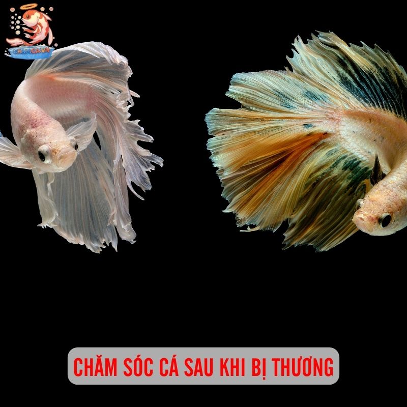 Xử Lý Cá Cảnh Bị Thương Sau Khi Đánh Nhau Cho Người Nuôi Mới 3 Cách xử lý cá cảnh bị thương sau khi đánh nhau