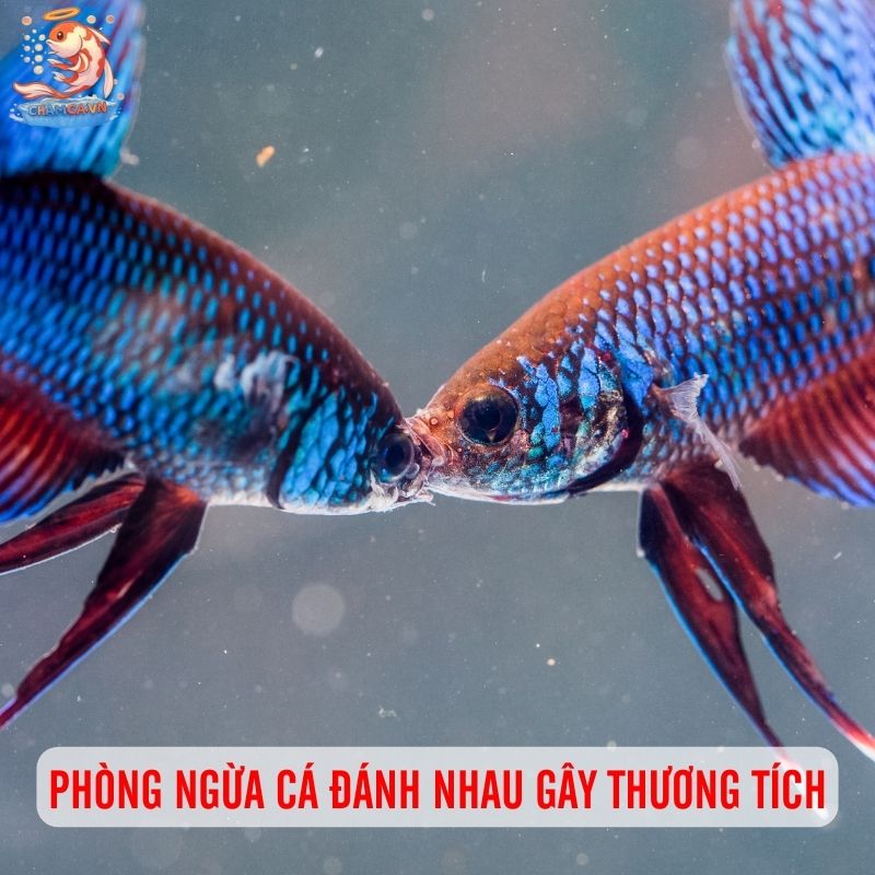 Xử Lý Cá Cảnh Bị Thương Sau Khi Đánh Nhau Cho Người Nuôi Mới 4 Chăm sóc cá sau khi bị thương