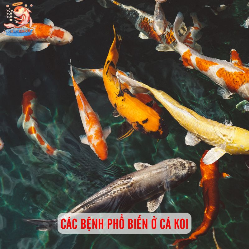 Các Bệnh Thường Gặp Ở Cá Koi Và Mẹo Phòng Tránh Hay Nhất 2 Các bệnh phổ biến ở cá Koi