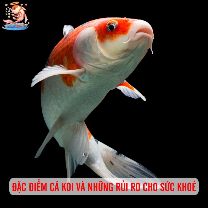 Các Bệnh Thường Gặp Ở Cá Koi Và Mẹo Phòng Tránh Hay Nhất 1 Đặc điểm cá Koi và những rủi ro cho sức khoẻ