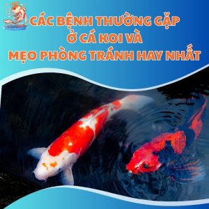 Các Bệnh Thường Gặp Ở Cá Koi Và Mẹo Phòng Tránh Hay Nhất
