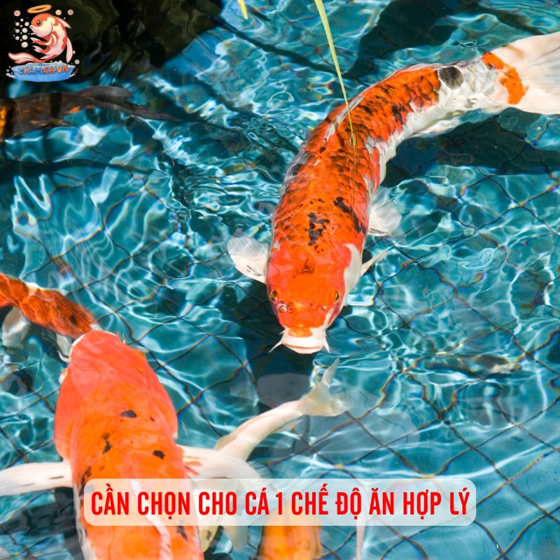 Các Bệnh Thường Gặp Ở Cá Koi Và Mẹo Phòng Tránh Hay Nhất 3 Cần chọn cho cá 1 chế độ ăn hợp lý