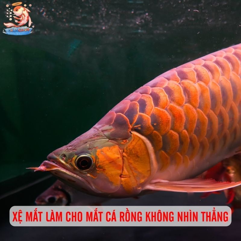 Nguyên Nhân & Cách Chữa Bệnh Xệ Mắt Ở Cá Rồng Hiệu Quả 1 Xệ mắt là tình trạng mắt cá rồng không nhìn thẳng