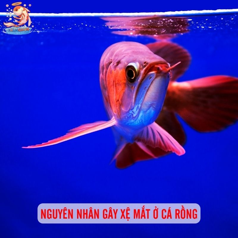 Nguyên Nhân & Cách Chữa Bệnh Xệ Mắt Ở Cá Rồng Hiệu Quả 2 Nguyên nhân gây xệ mắt ở cá rồng