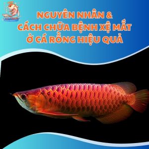 Nguyên Nhân & Cách Chữa Bệnh Xệ Mắt Ở Cá Rồng Hiệu Quả