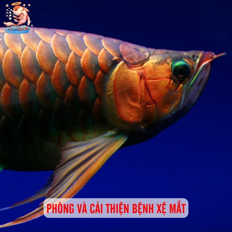 Nguyên Nhân & Cách Chữa Bệnh Xệ Mắt Ở Cá Rồng Hiệu Quả 3 Phòng và cải thiện bệnh xệ mắt