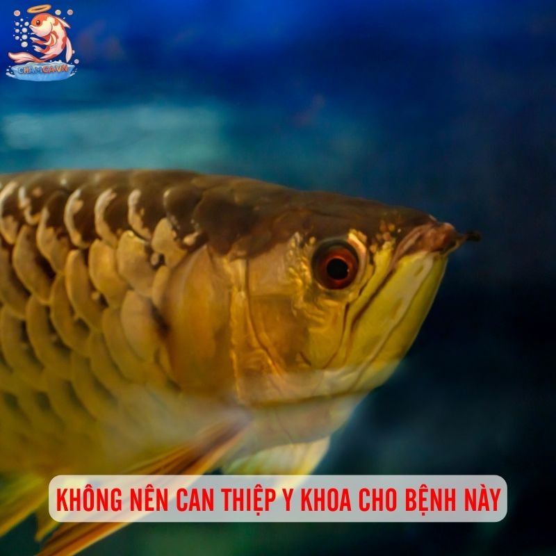 Nguyên Nhân & Cách Chữa Bệnh Xệ Mắt Ở Cá Rồng Hiệu Quả 4 Không nên can thiệp y khoa cho bệnh này