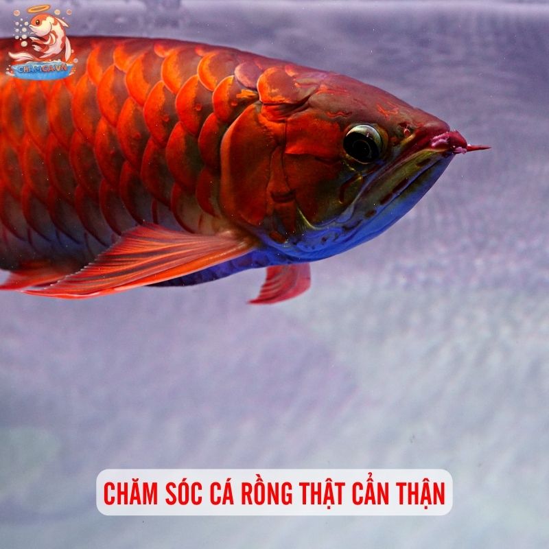 Nguyên Nhân & Cách Chữa Bệnh Xệ Mắt Ở Cá Rồng Hiệu Quả 5 Chăm sóc cá rồng thật cẩn thận