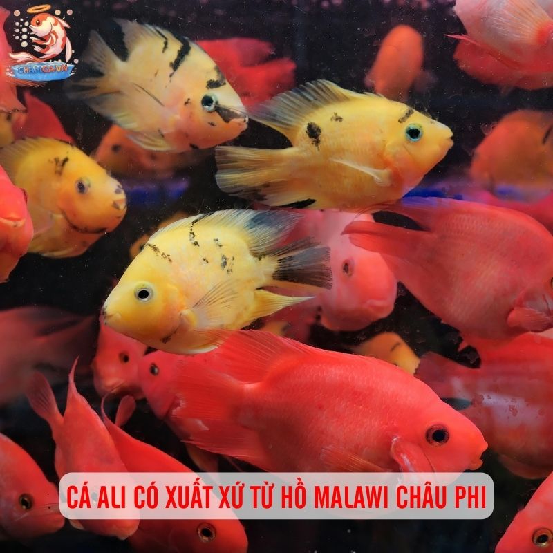 Cá Ali Malawi - Lựa Chọn Độc Đáo Đến Từ Châu Phi 1 Cá Ali có xuất xứ từ hồ Malawi châu Phi
