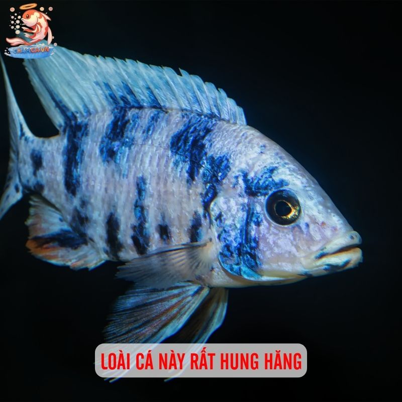 Cá Ali Malawi - Lựa Chọn Độc Đáo Đến Từ Châu Phi 2 Loài cá này rất hung hăng