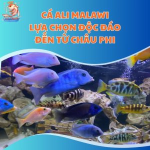 Cá Ali Malawi - Lựa Chọn Độc Đáo Đến Từ Châu Phi