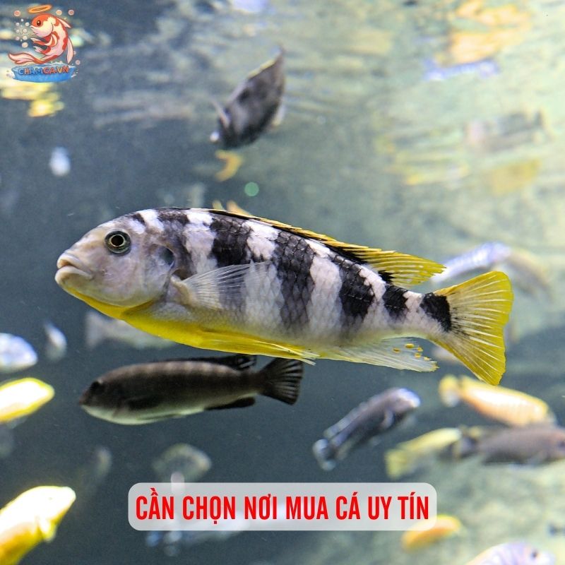 Cá Ali Malawi - Lựa Chọn Độc Đáo Đến Từ Châu Phi 3 Cần chọn nơi mua cá uy tín