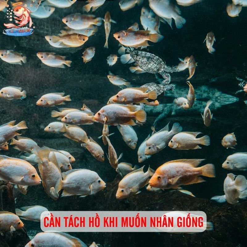 Cá Ali Malawi - Lựa Chọn Độc Đáo Đến Từ Châu Phi 4 Cần tách hồ khi muốn nhân giống