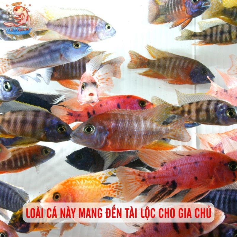 Cá Ali Malawi - Lựa Chọn Độc Đáo Đến Từ Châu Phi 5 Loài cá này được cho là mang đến tài lộc cho gia chủ