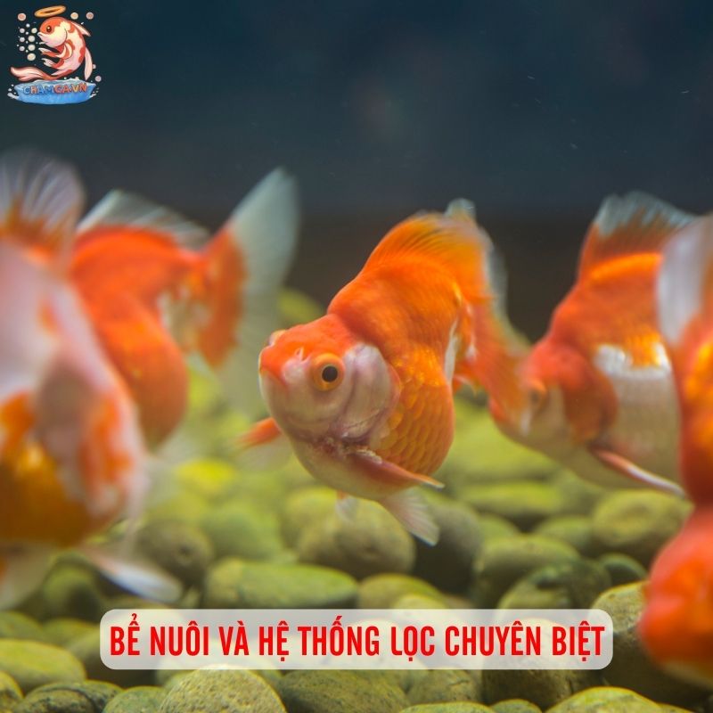 Cá Ba Đuôi - Loài Cá Cảnh “Quốc Dân” Đáng Yêu & Dễ Nuôi 1 Bể nuôi và hệ thống lọc chuyên biệt cho cá ba đuôi